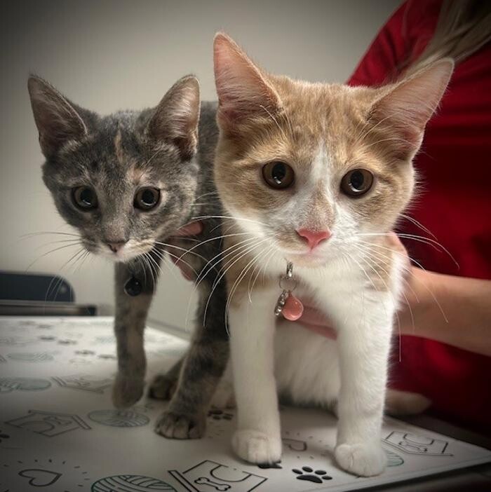 Images Apple Valley Veterinary Clinic