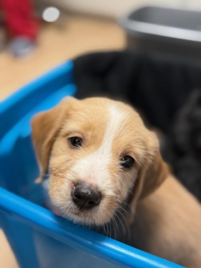 Images Apple Valley Veterinary Clinic