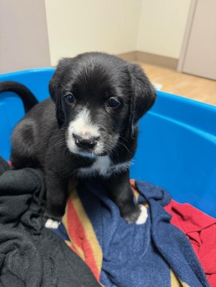 Images Apple Valley Veterinary Clinic