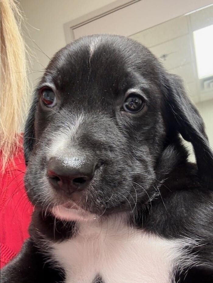 Images Apple Valley Veterinary Clinic