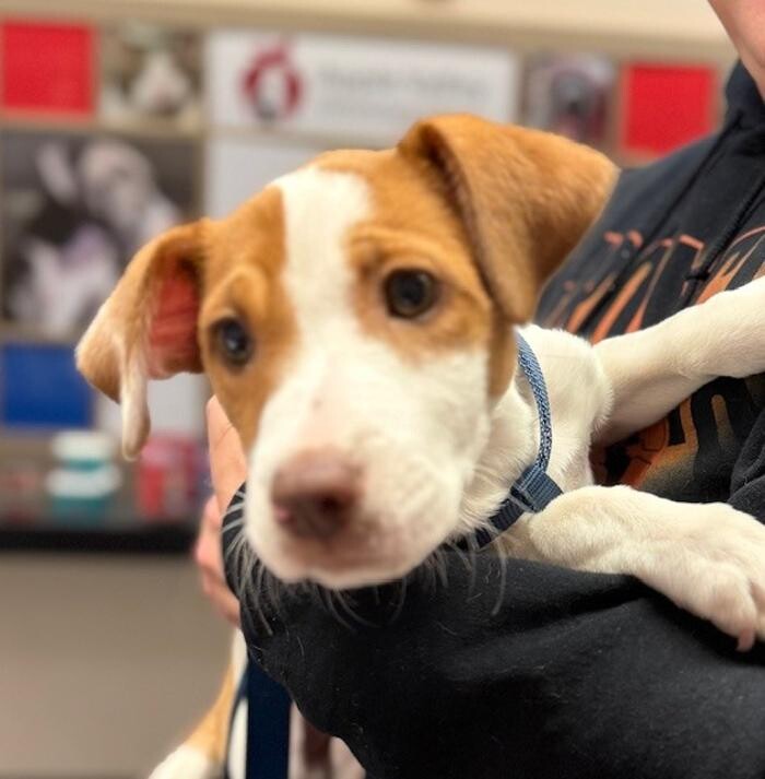 Images Apple Valley Veterinary Clinic