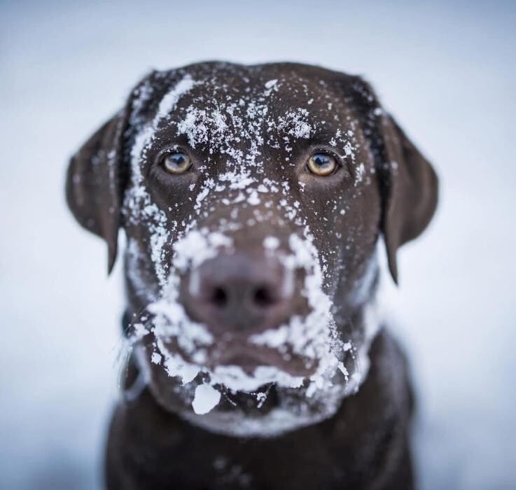 Images Apple Valley Veterinary Clinic