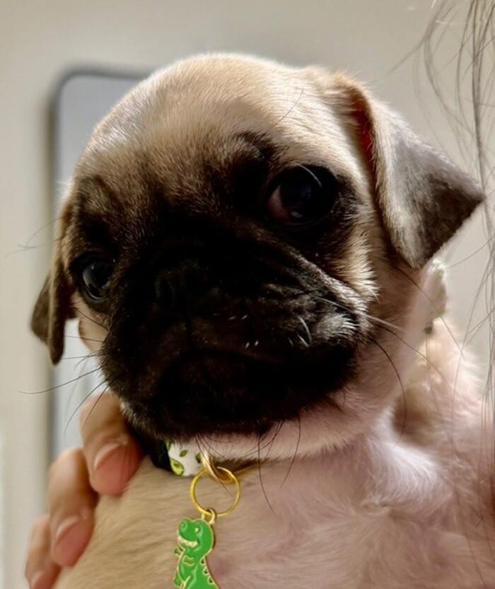 Images Apple Valley Veterinary Clinic