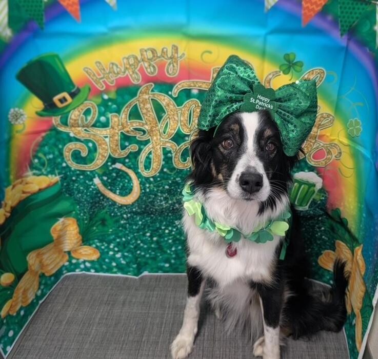 Images Apple Valley Veterinary Clinic