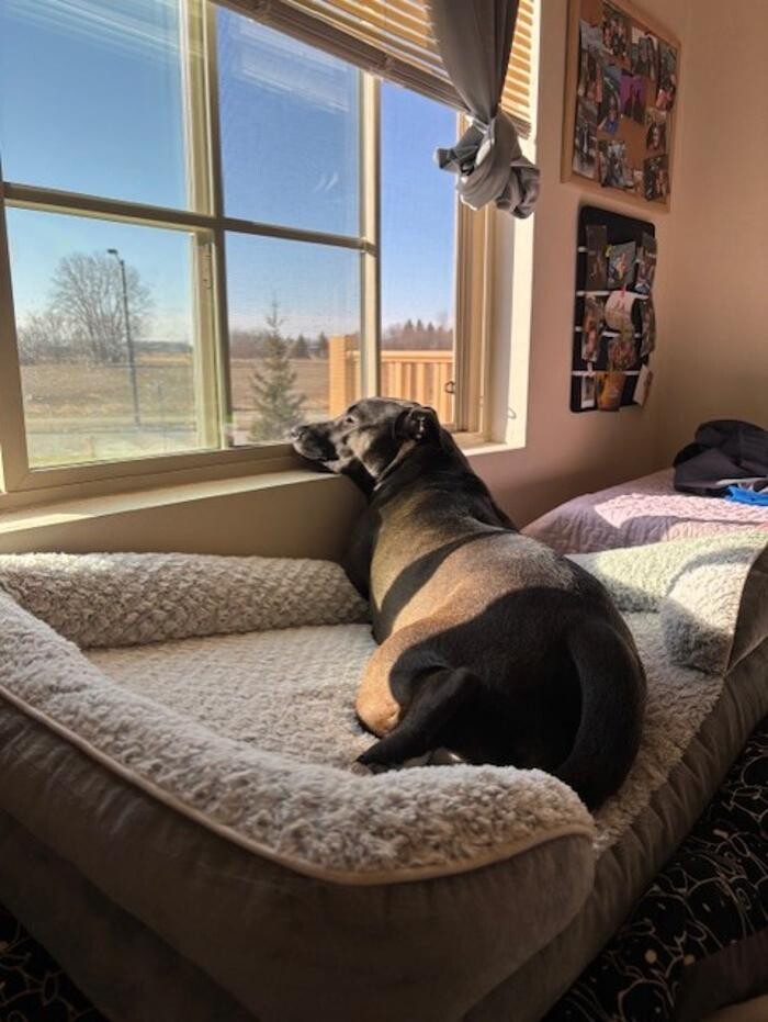 Images Apple Valley Veterinary Clinic