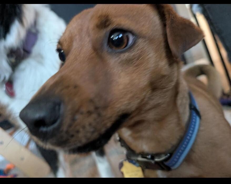 Images Apple Valley Veterinary Clinic