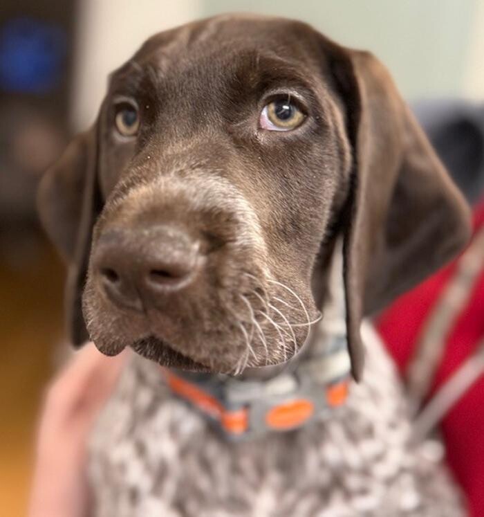 Images Apple Valley Veterinary Clinic