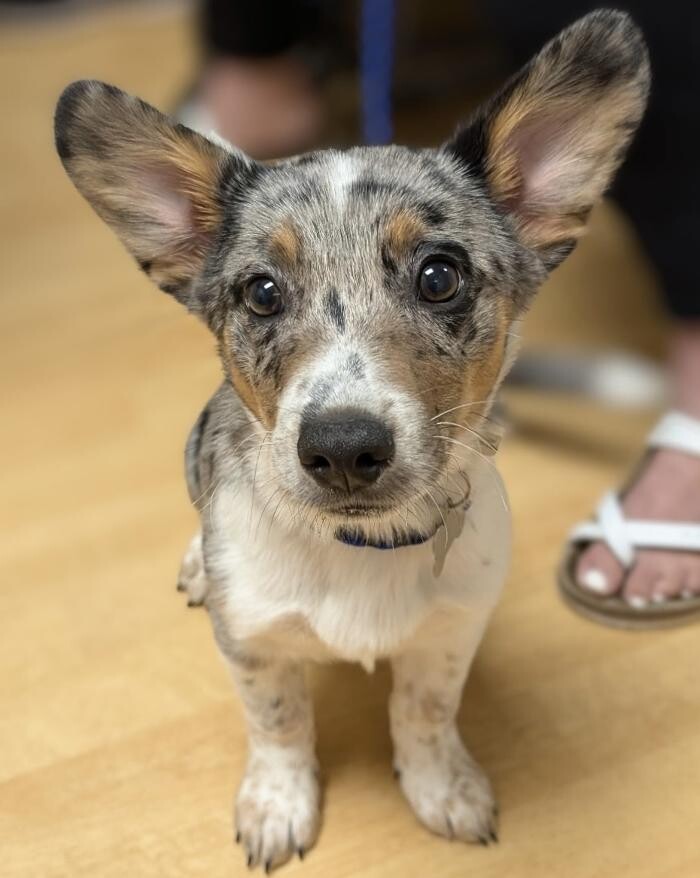 Images Apple Valley Veterinary Clinic