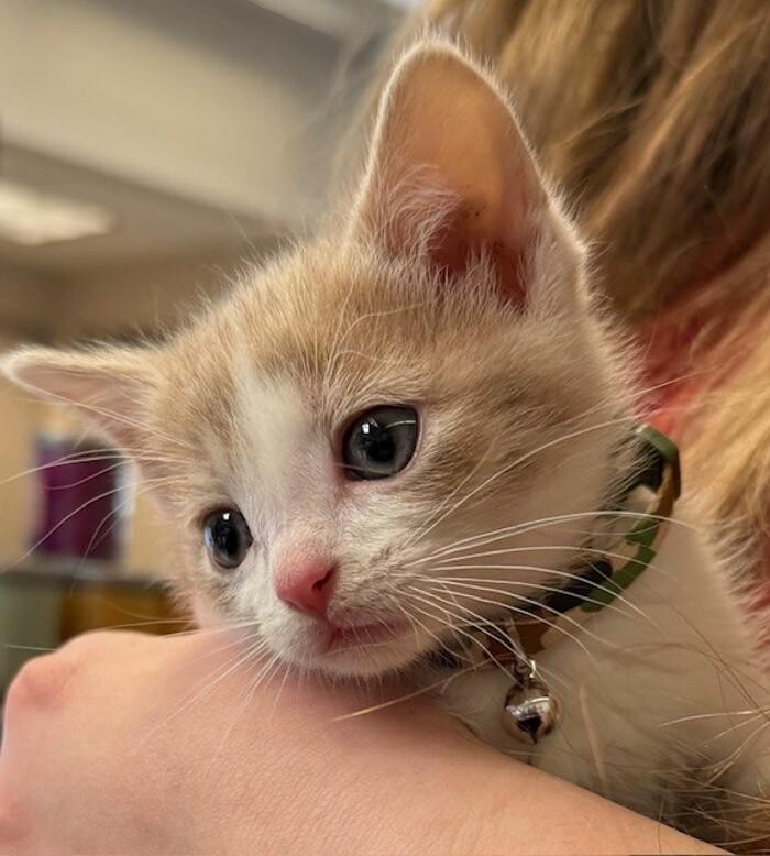 Images Apple Valley Veterinary Clinic