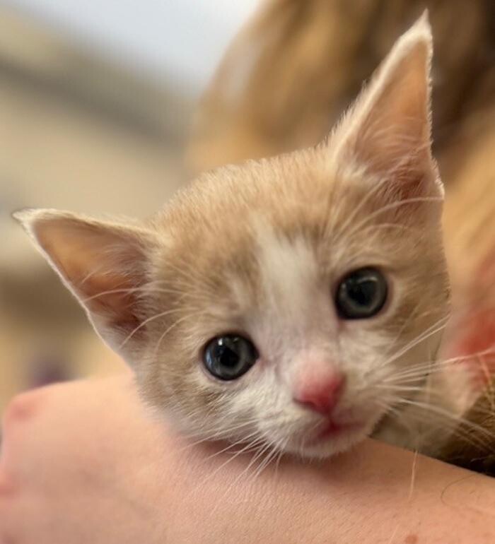 Images Apple Valley Veterinary Clinic