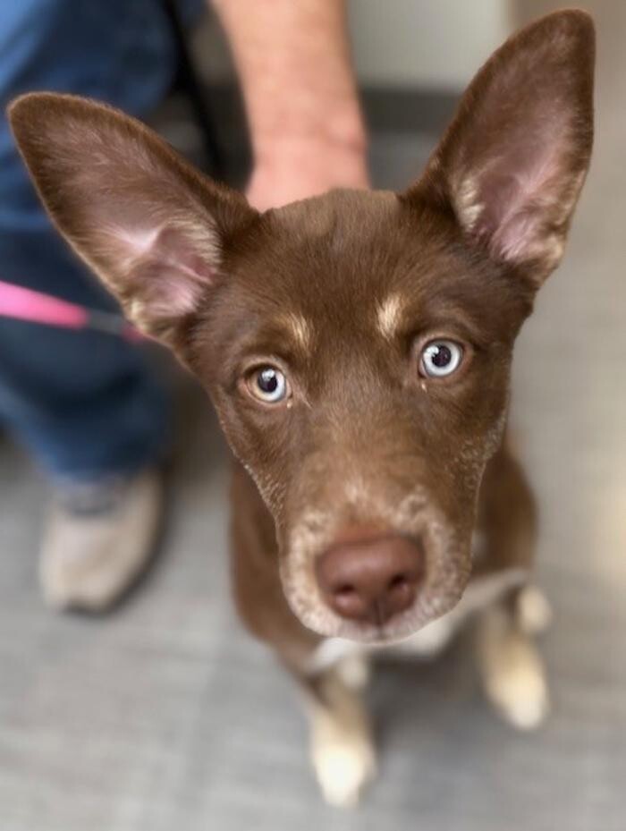 Images Apple Valley Veterinary Clinic