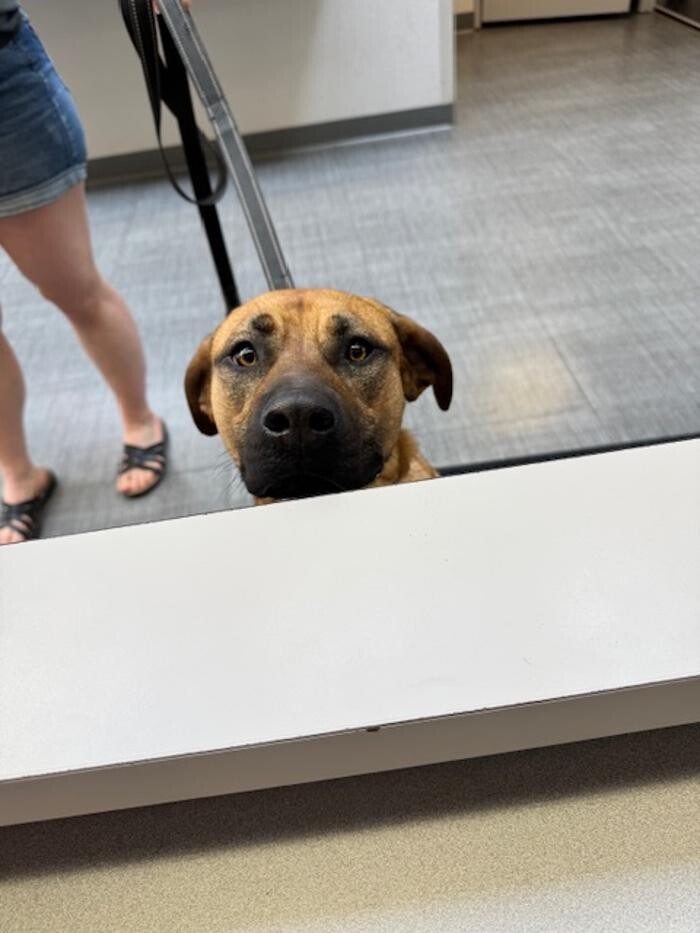 Images Apple Valley Veterinary Clinic