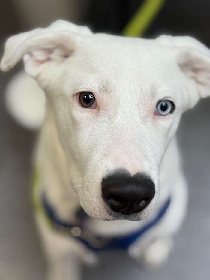 Images Apple Valley Veterinary Clinic