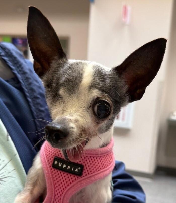 Images Apple Valley Veterinary Clinic