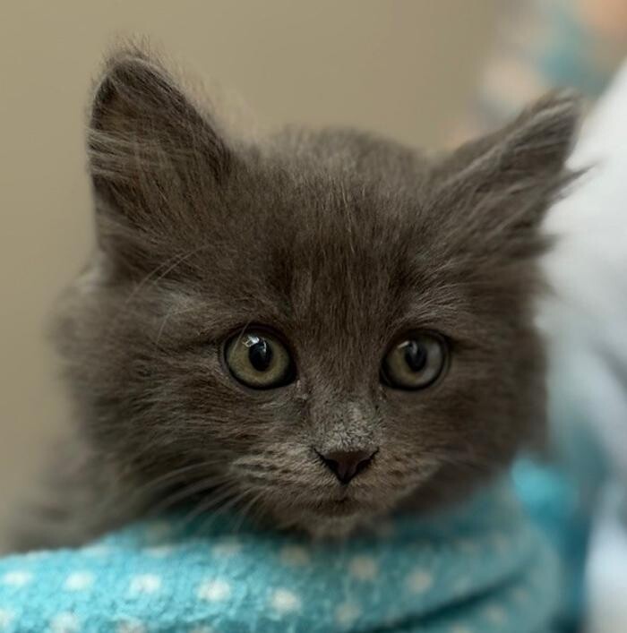 Images Apple Valley Veterinary Clinic