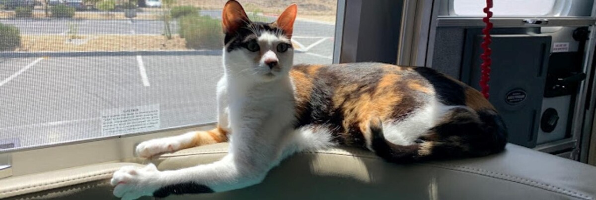 Images Ancare Veterinary Clinic