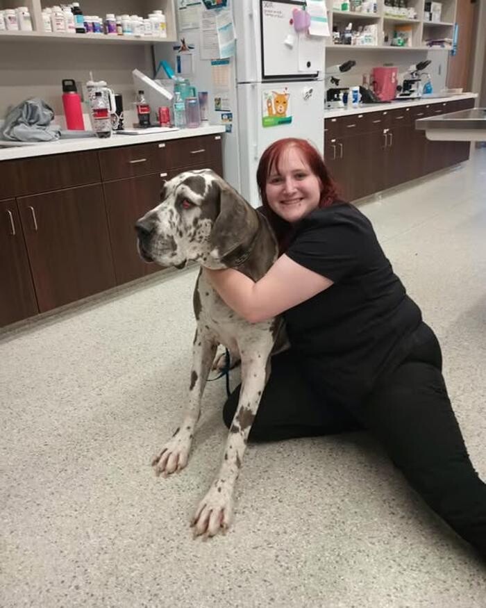 Images Ambassador Animal Hospital