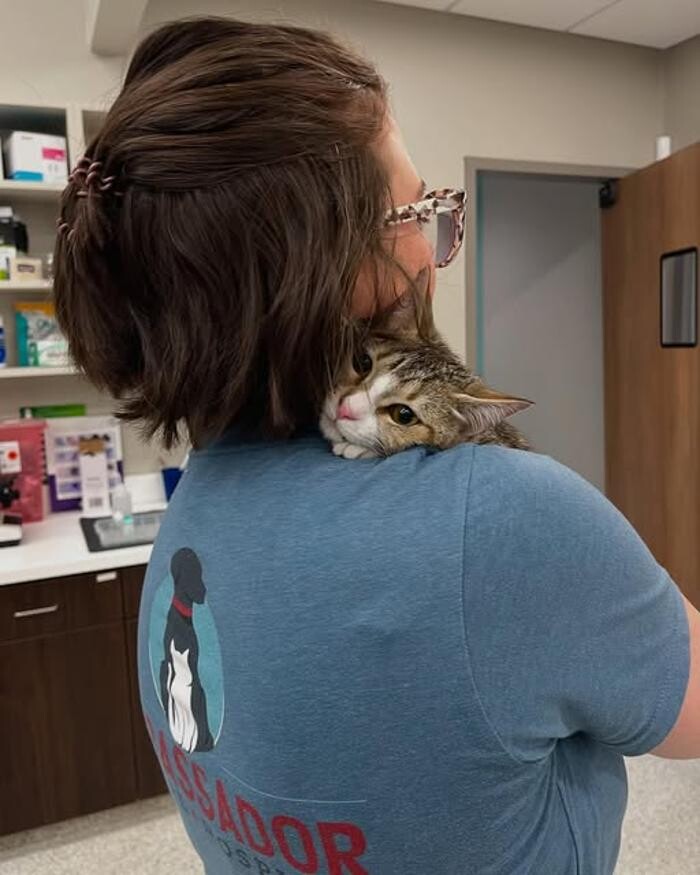 Images Ambassador Animal Hospital
