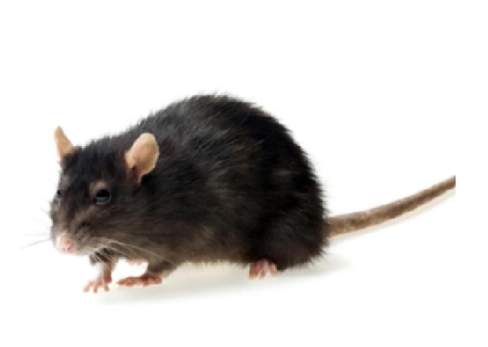 Images W.A. Stone Pest Control Inc.