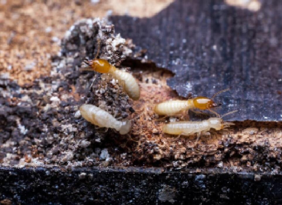 Images W.A. Stone Pest Control Inc.