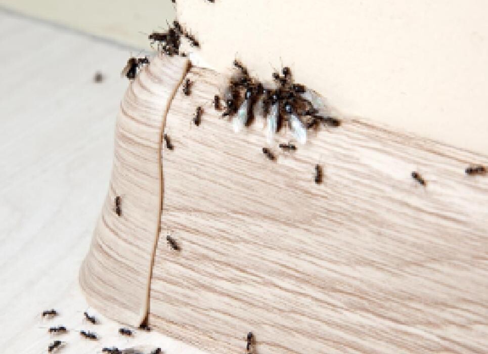 Images W.A. Stone Pest Control Inc.