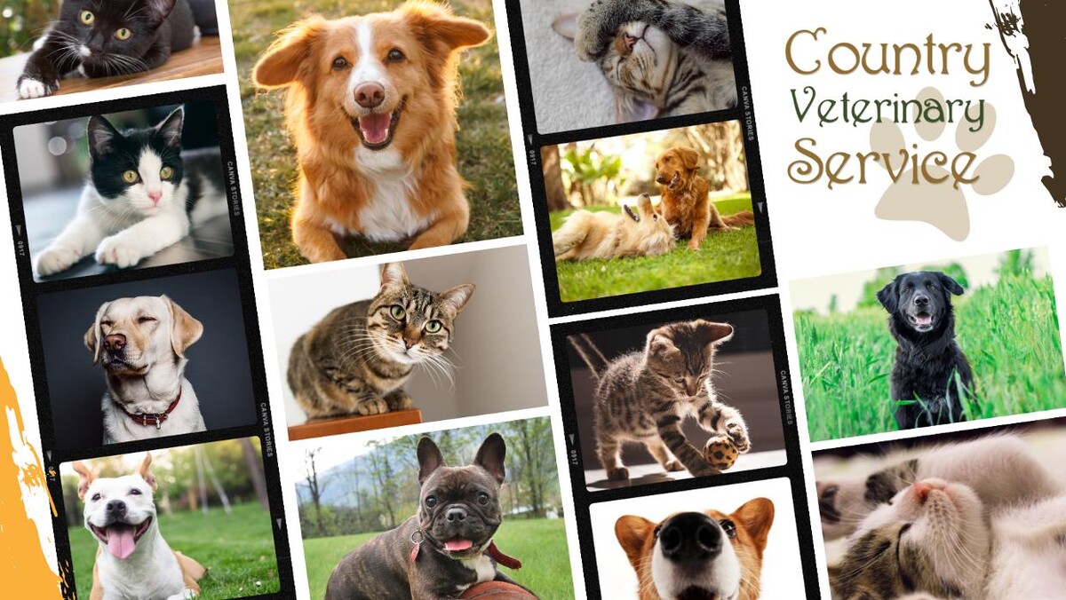 Images Country Veterinary Service