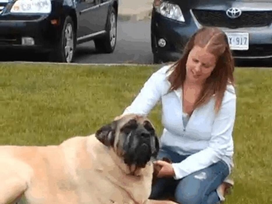 Images Country Veterinary Service