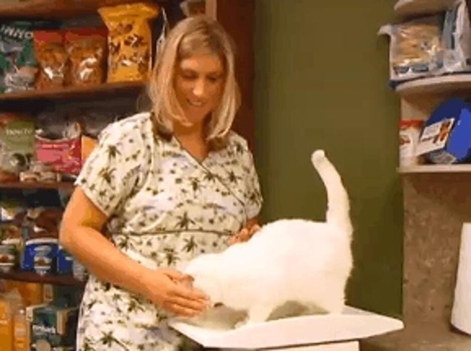 Images Country Veterinary Service