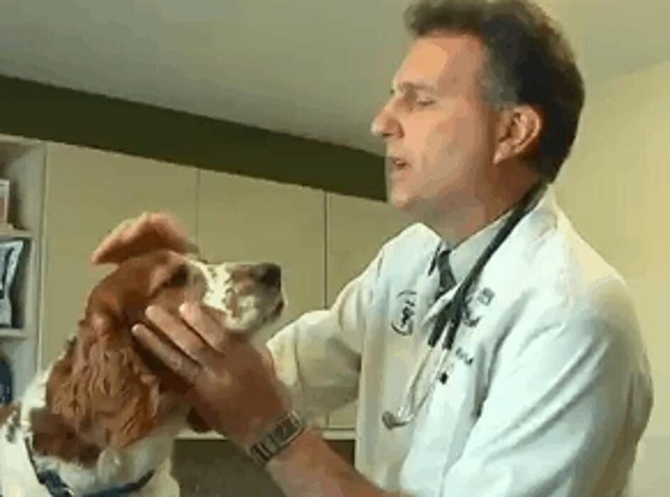 Images Country Veterinary Service
