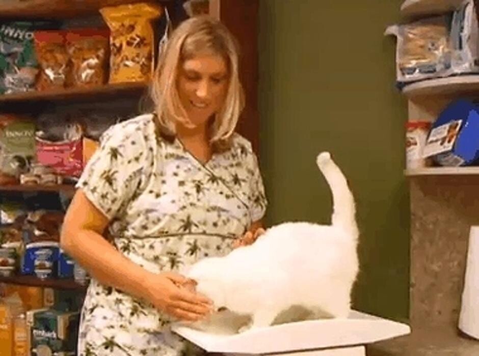 Images Country Veterinary Service