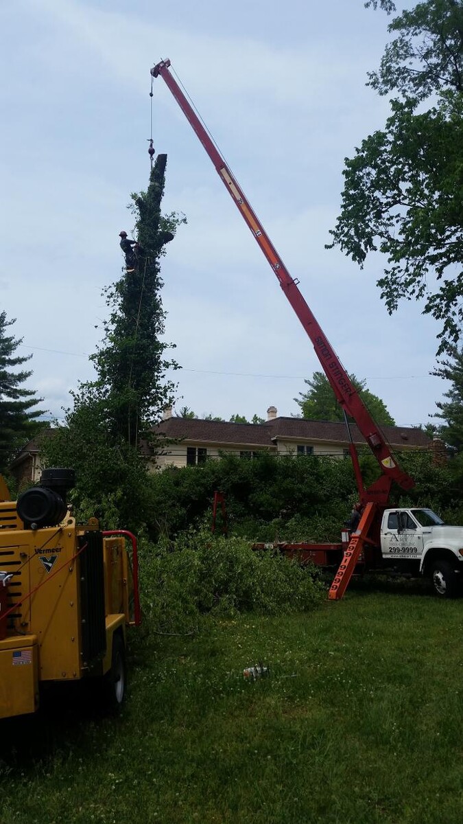 Images SavATree