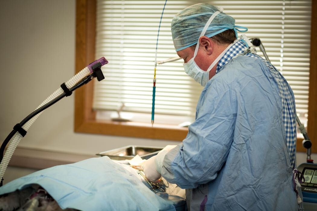 Images Rockford Veterinary Clinic