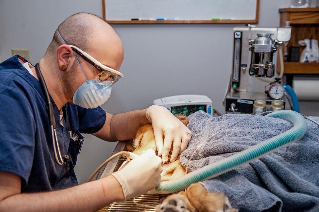 Images Rockford Veterinary Clinic