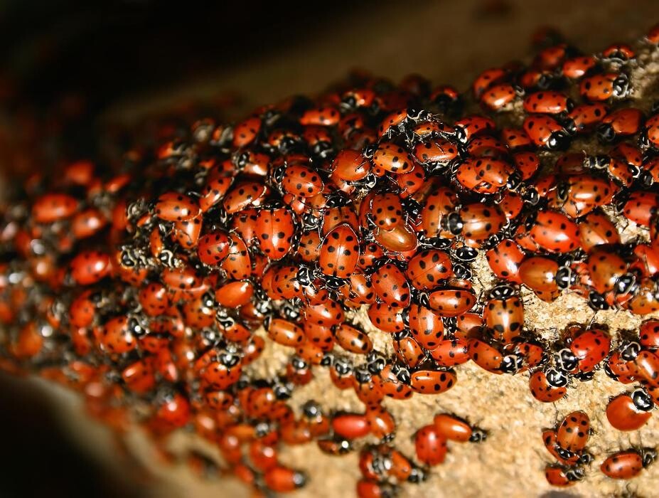 Images Peachtree Pest Control