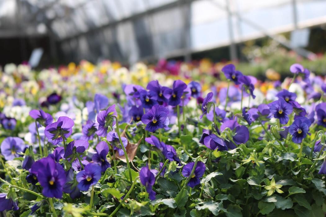 Images Breshear's Nursery & Greenhouse