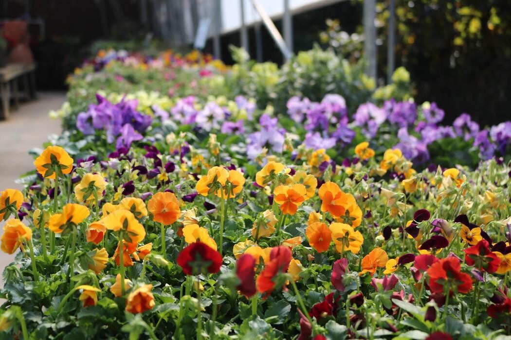 Images Breshear's Nursery & Greenhouse