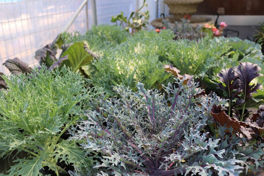 Images Breshear's Nursery & Greenhouse