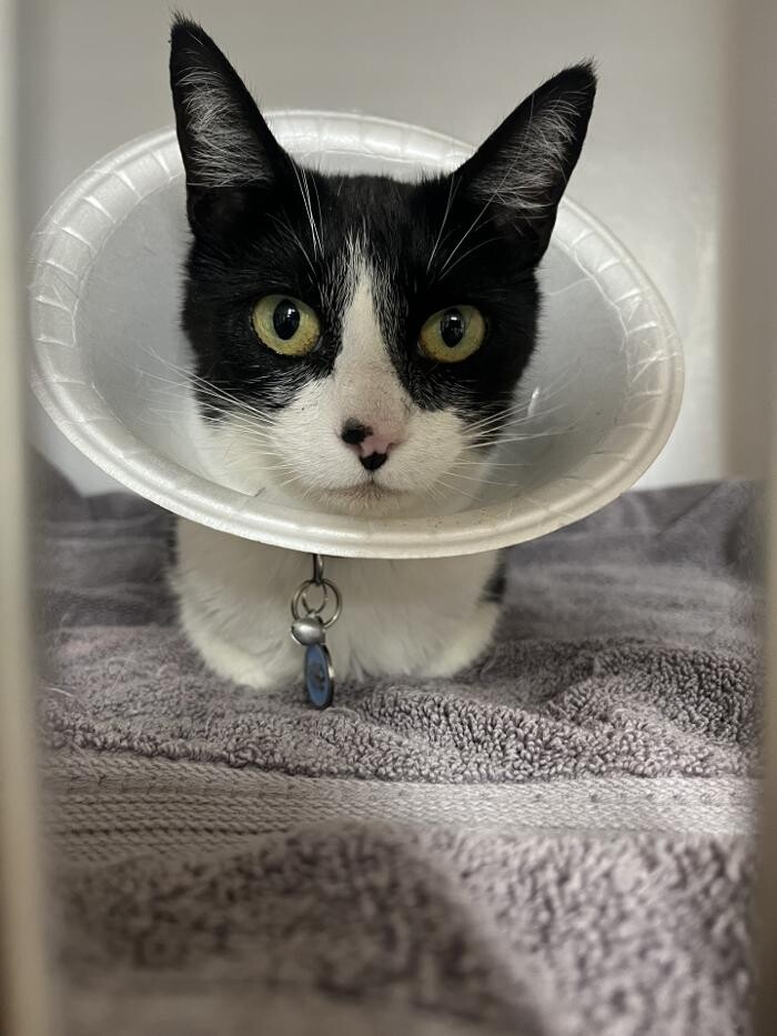 Images Broadmoor East Veterinary Clinic