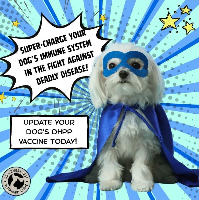 Images Broadmoor East Veterinary Clinic