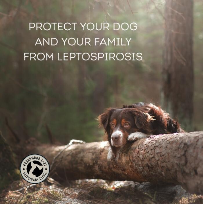 Images Broadmoor East Veterinary Clinic