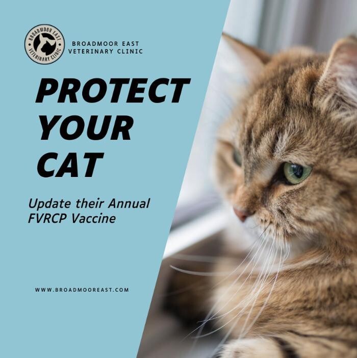 Images Broadmoor East Veterinary Clinic