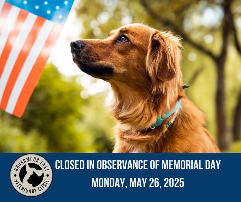 Images Broadmoor East Veterinary Clinic