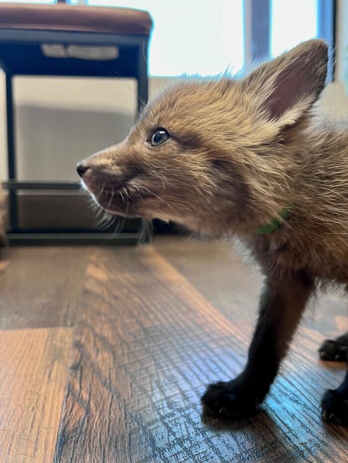 Images Broadmoor East Veterinary Clinic