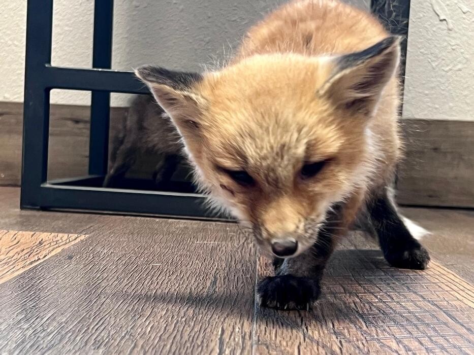 Images Broadmoor East Veterinary Clinic