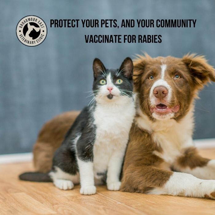 Images Broadmoor East Veterinary Clinic