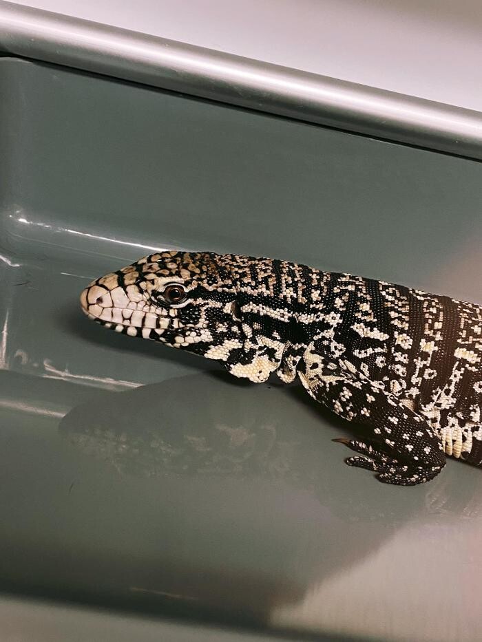 Images Broadmoor East Veterinary Clinic