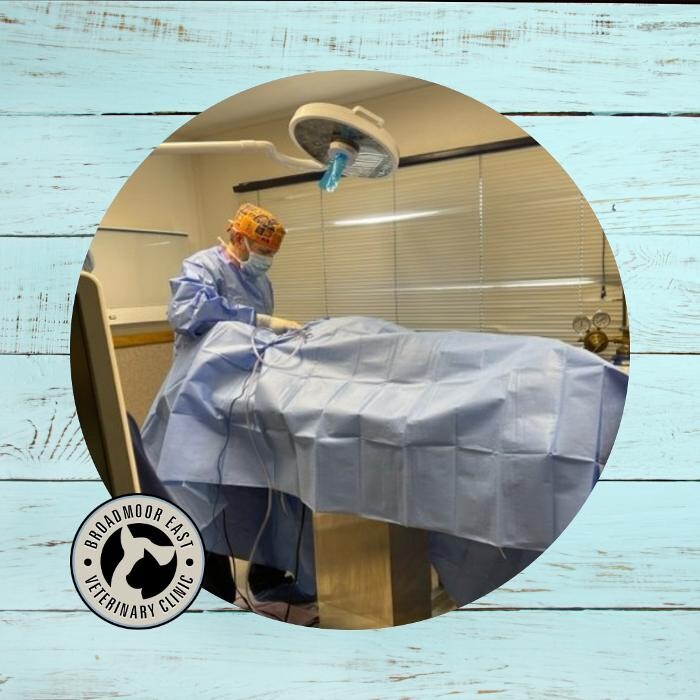 Images Broadmoor East Veterinary Clinic