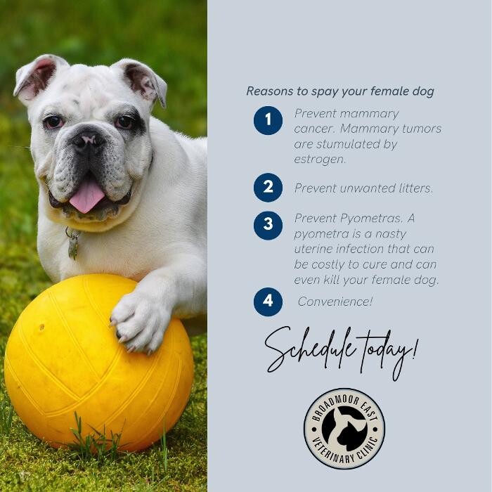 Images Broadmoor East Veterinary Clinic