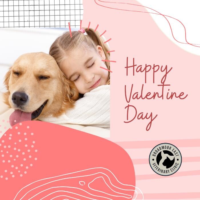 Images Broadmoor East Veterinary Clinic