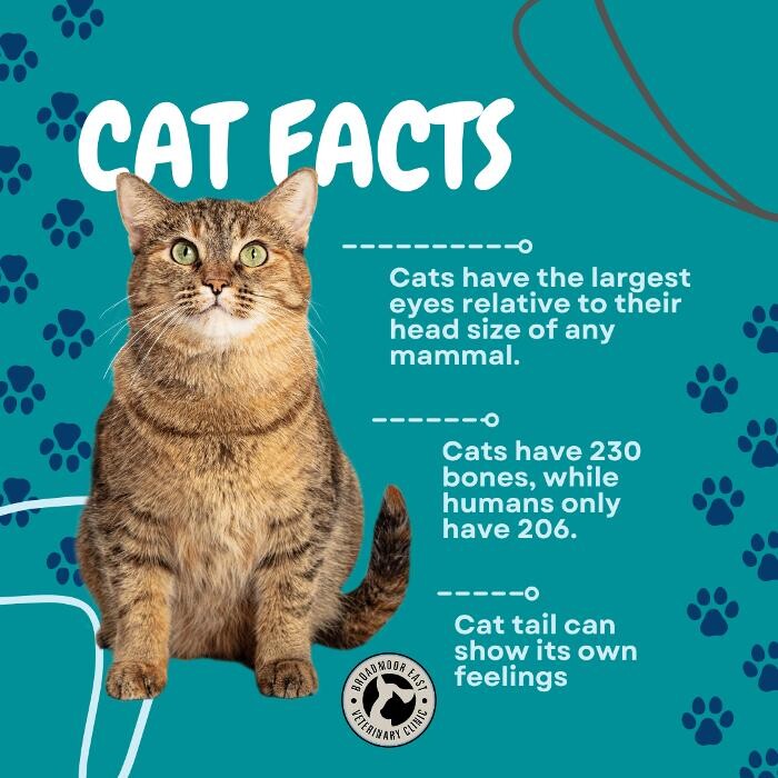 Images Broadmoor East Veterinary Clinic